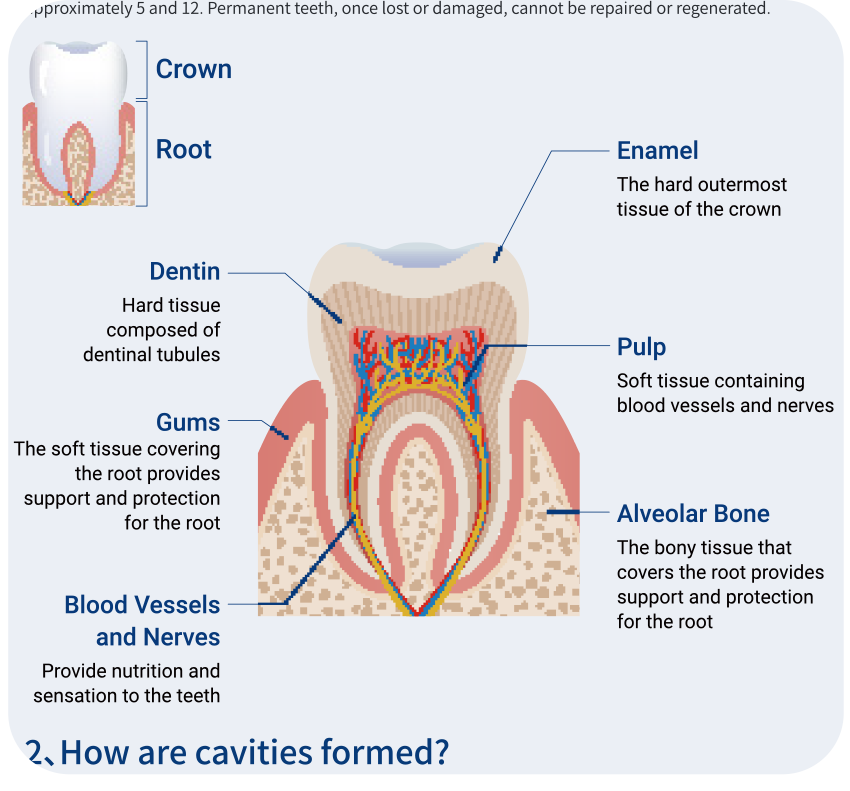 Oral Health Knowledge